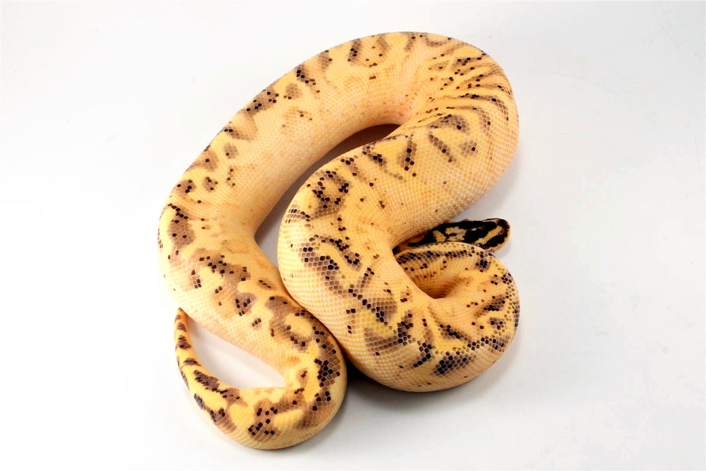 Pastel Enchi Super Asphalt Ball Python