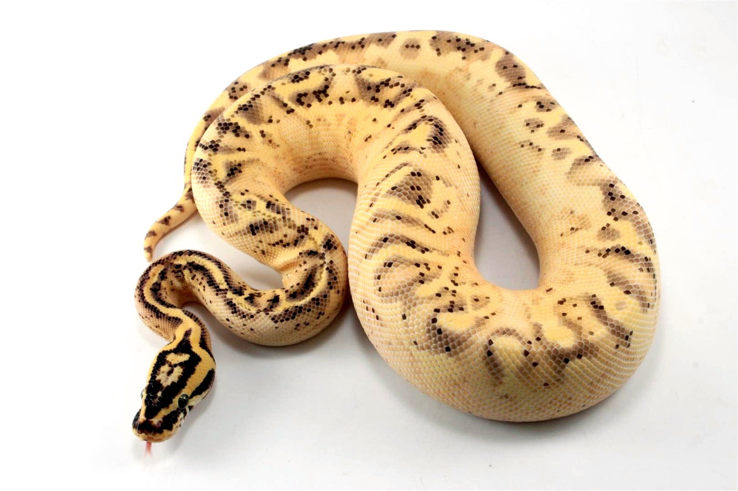Pastel Enchi Super Asphalt Ball Python