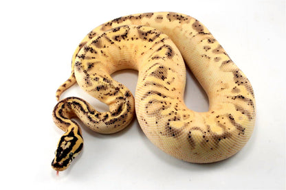 Pastel Enchi Super Asphalt Ball Python
