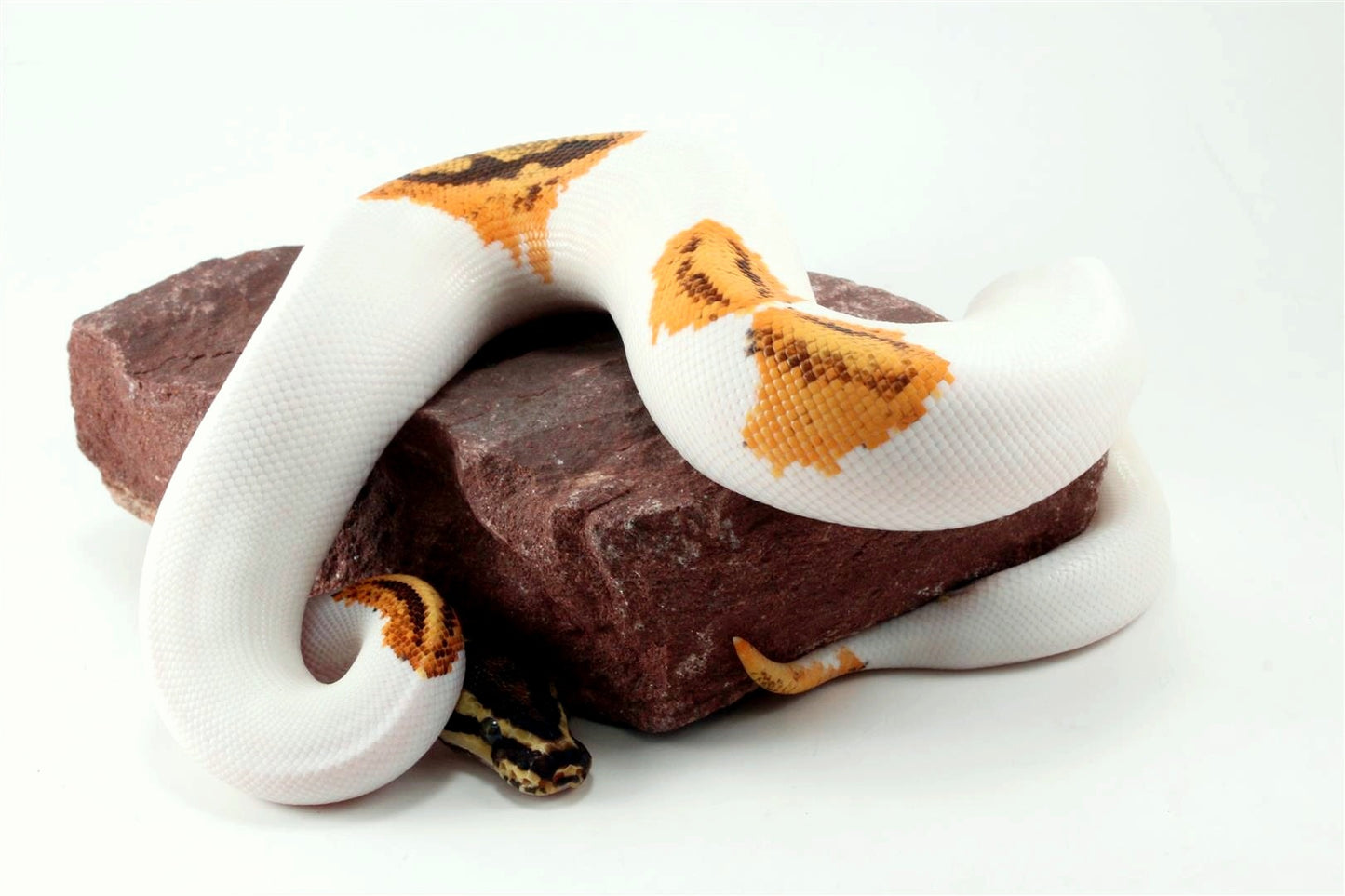 Orange Dream Yellow Belly Enchi Pied Ball Python