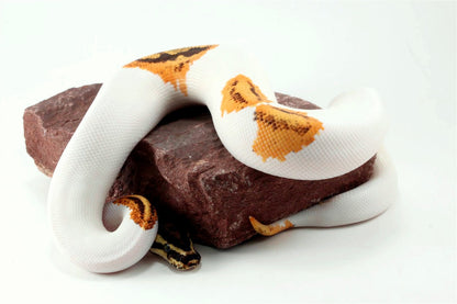 Orange Dream Yellow Belly Enchi Pied Ball Python