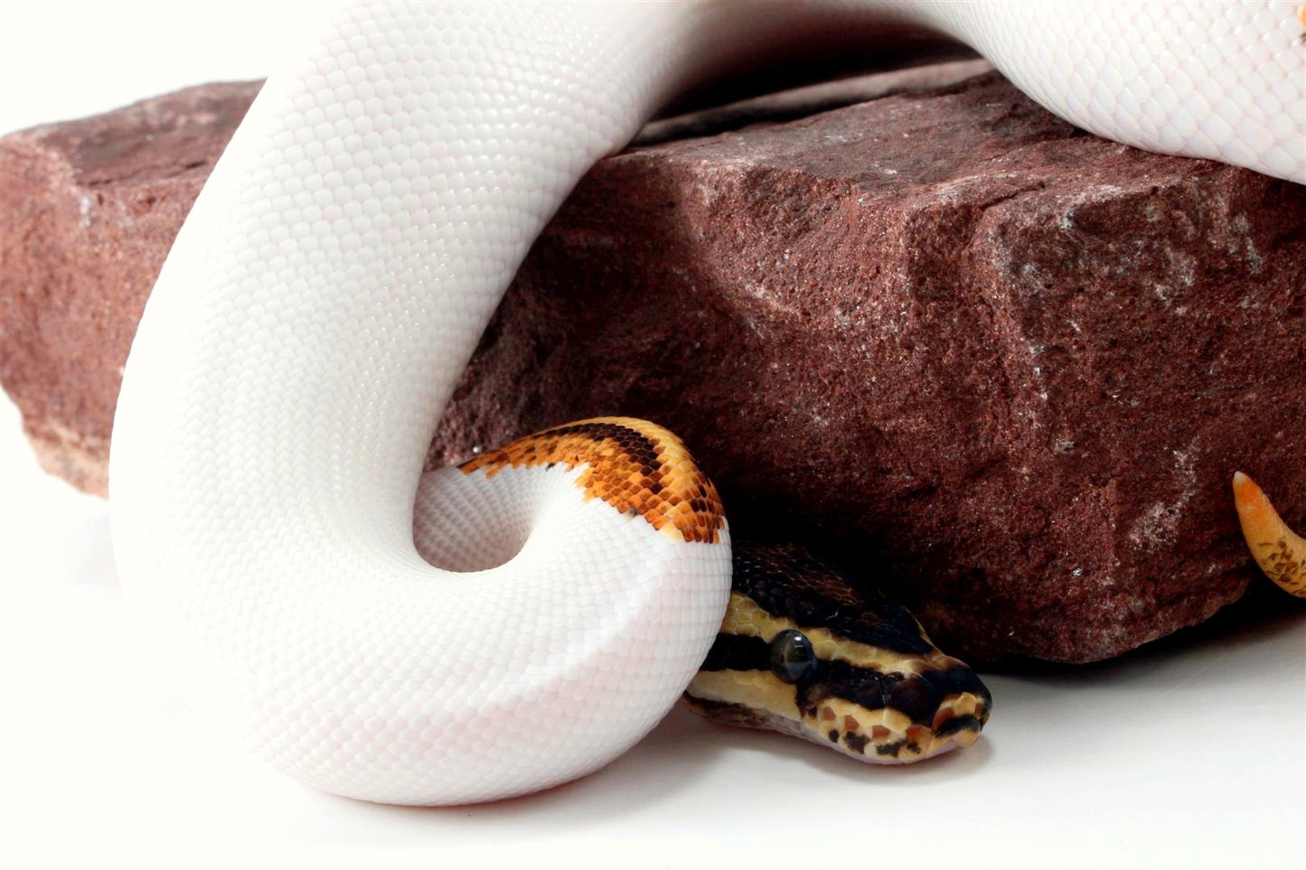 Orange Dream Yellow Belly Enchi Pied Ball Python