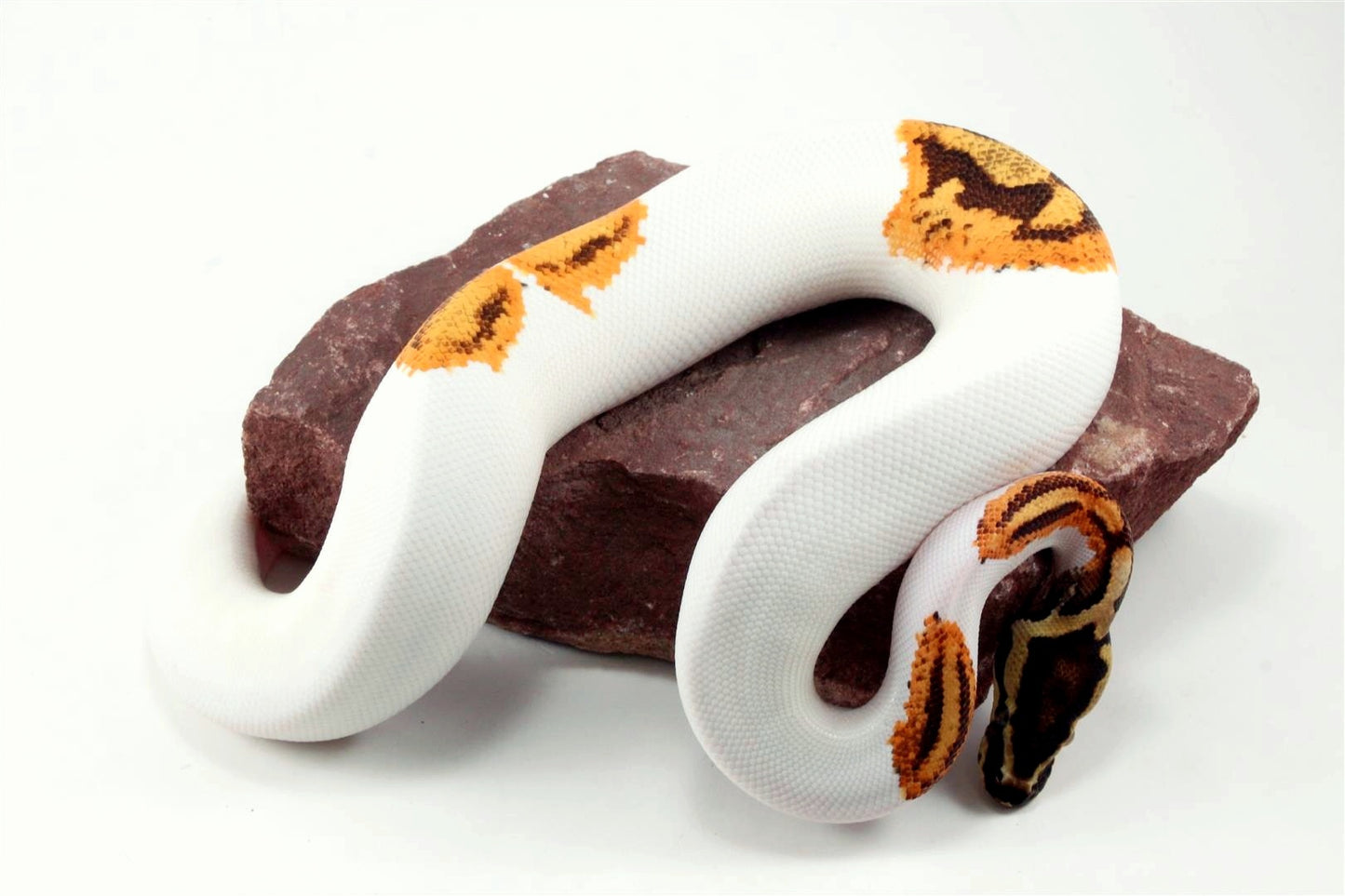 Orange Dream Yellow Belly Enchi Pied Ball Python
