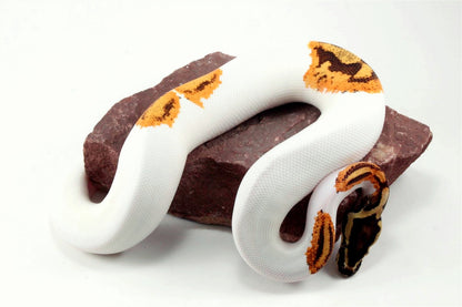 Orange Dream Yellow Belly Enchi Pied Ball Python