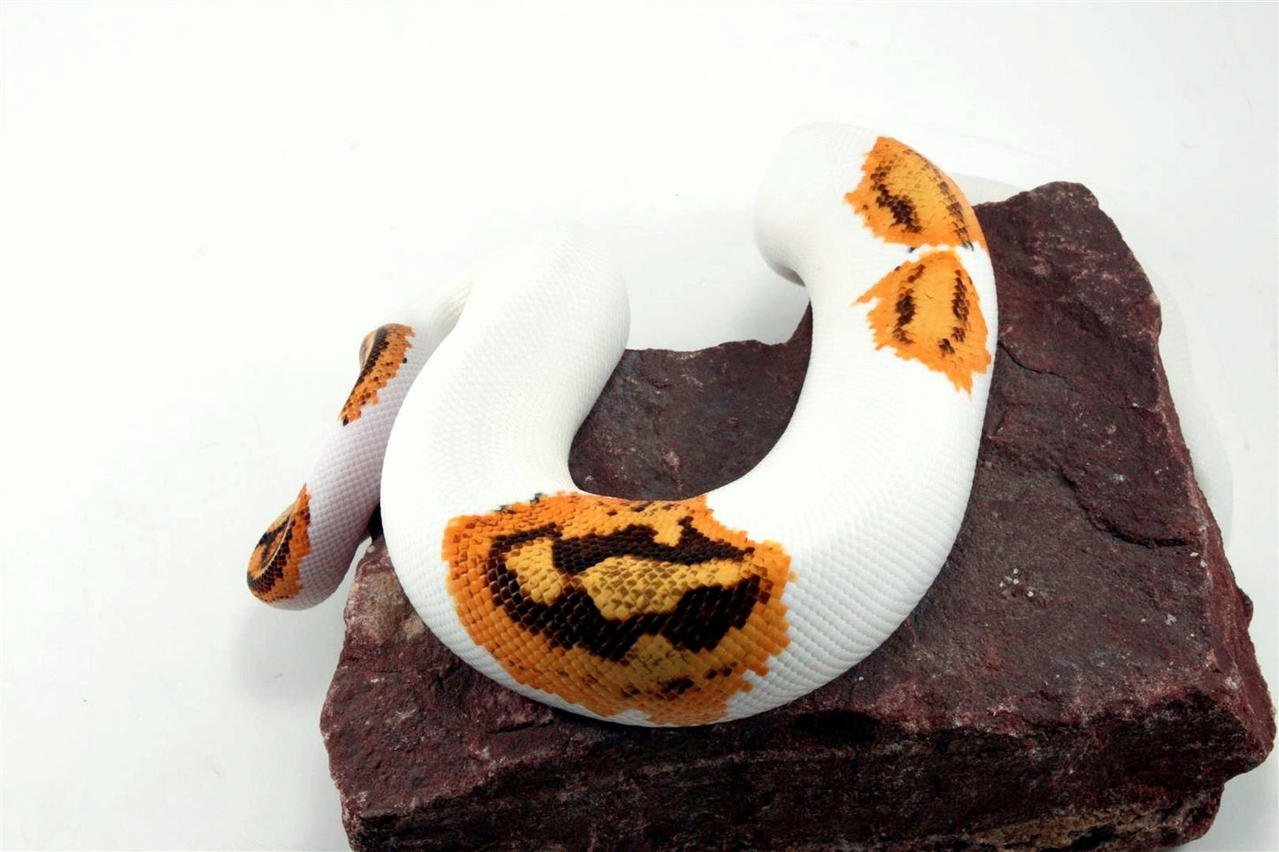 Orange Dream Yellow Belly Enchi Pied Ball Python