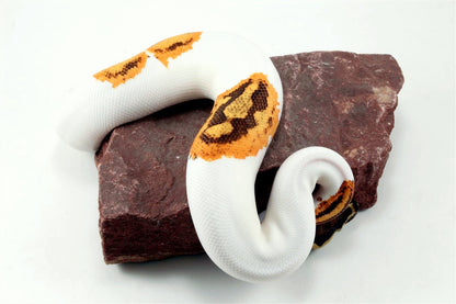 Orange Dream Yellow Belly Enchi Pied Ball Python