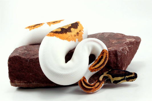 Orange Dream Yellow Belly Enchi Pied Ball Python