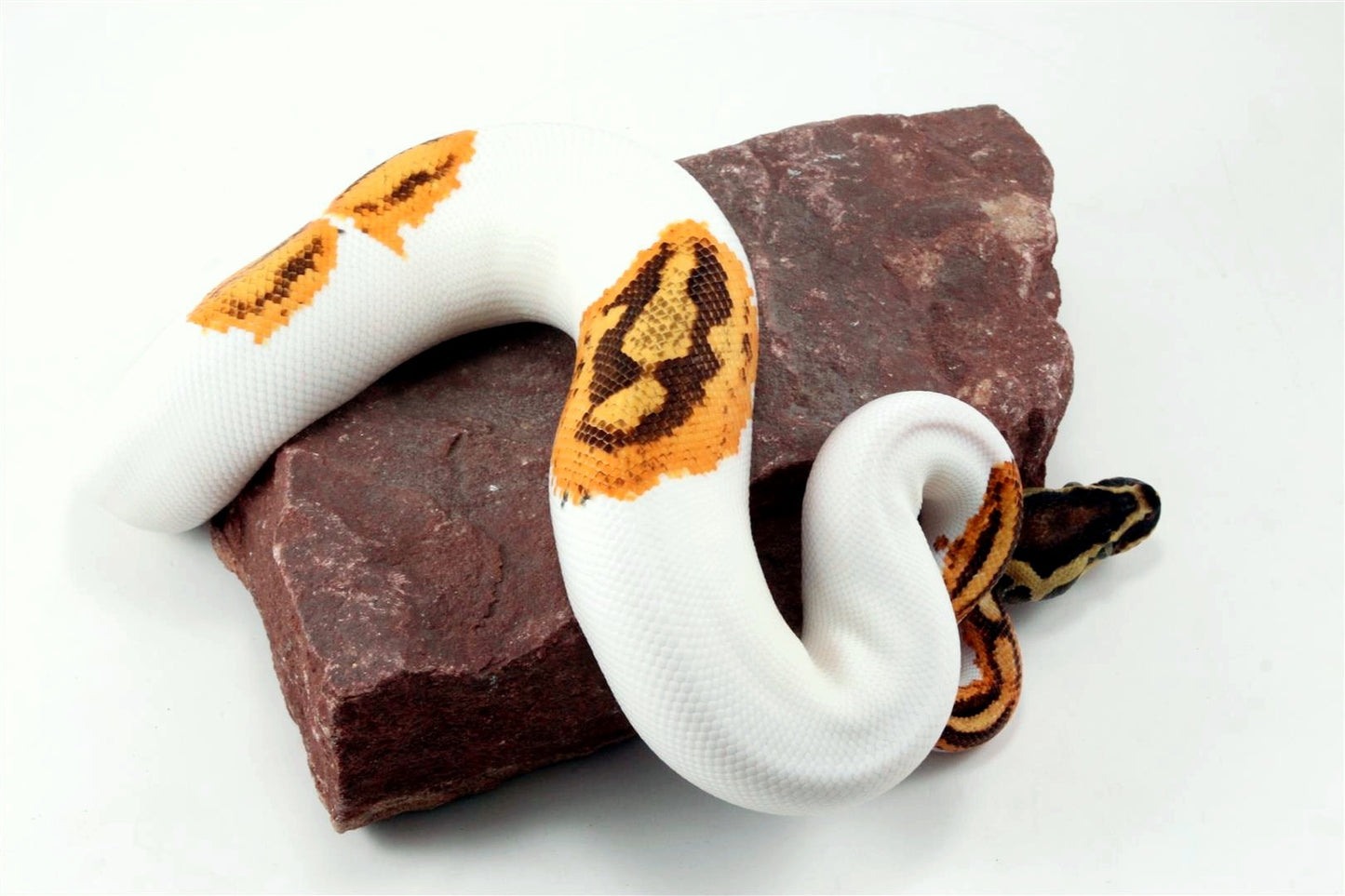 Orange Dream Yellow Belly Enchi Pied Ball Python