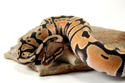 Hypo Super Orange Dream Ball Python All Reptiles
