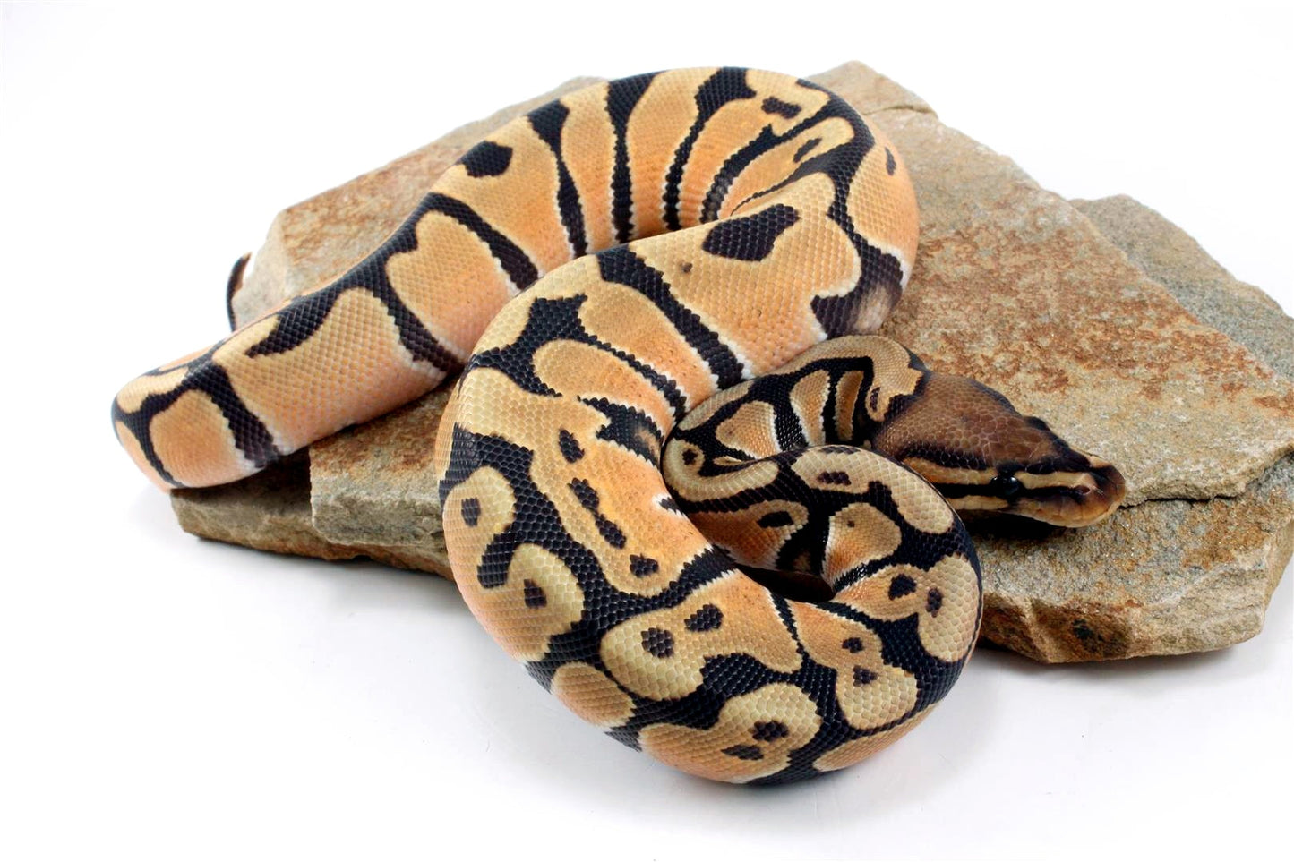 Hypo Super Orange Dream Ball Python All Reptiles