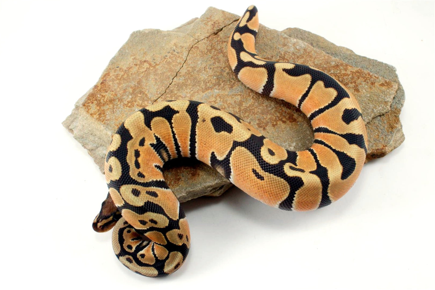 Hypo Super Orange Dream Ball Python All Reptiles