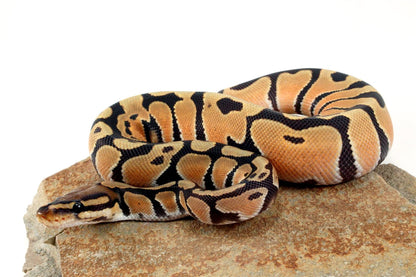 Hypo Super Orange Dream Ball Python All Reptiles