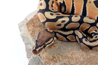 Hypo Super Orange Dream Ball Python All Reptiles