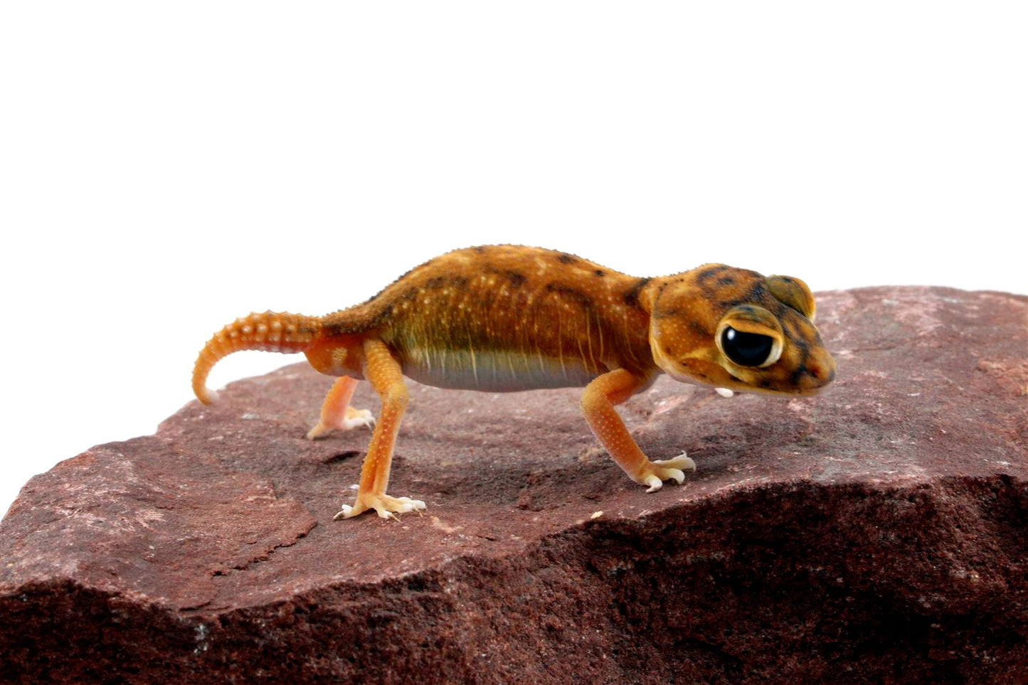 Mid Line Knob Tail Gecko