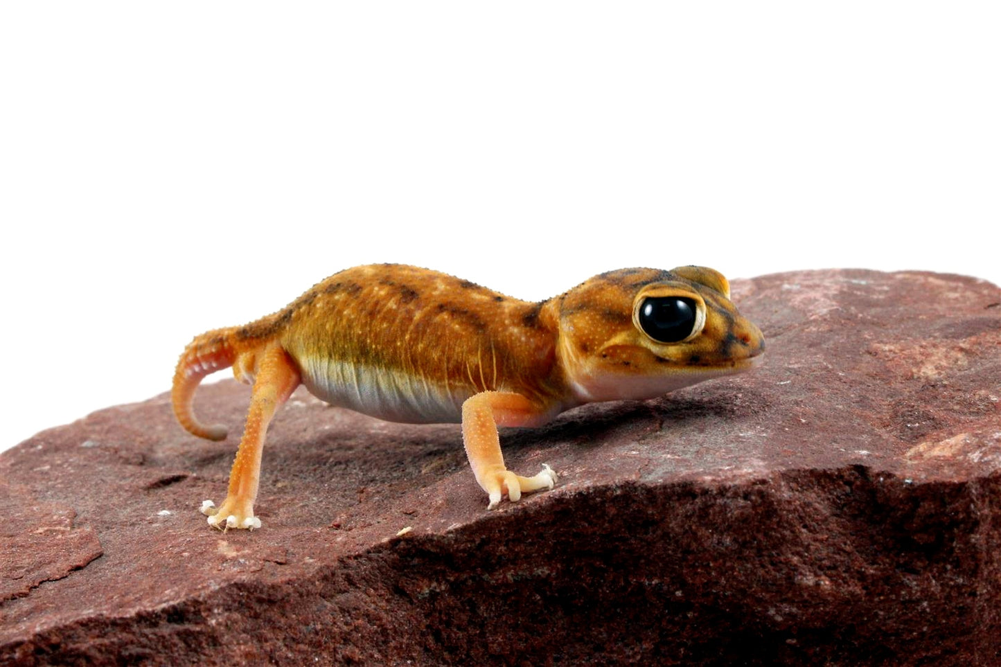 Mid Line Knob Tail Gecko