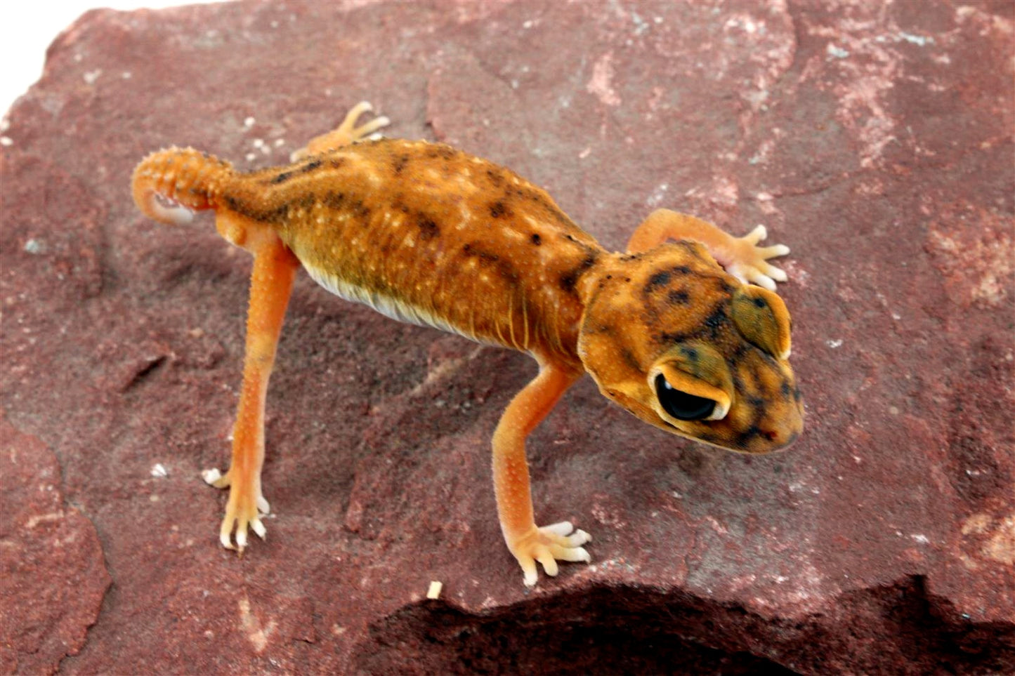Mid Line Knob Tail Gecko