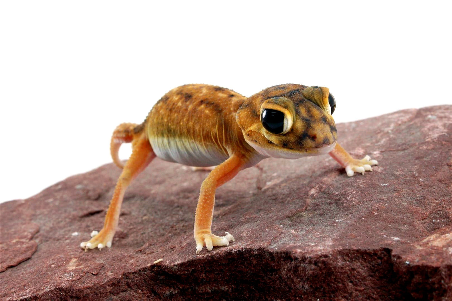 Mid Line Knob Tail Gecko