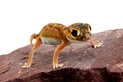 Mid Line Knob Tail Gecko