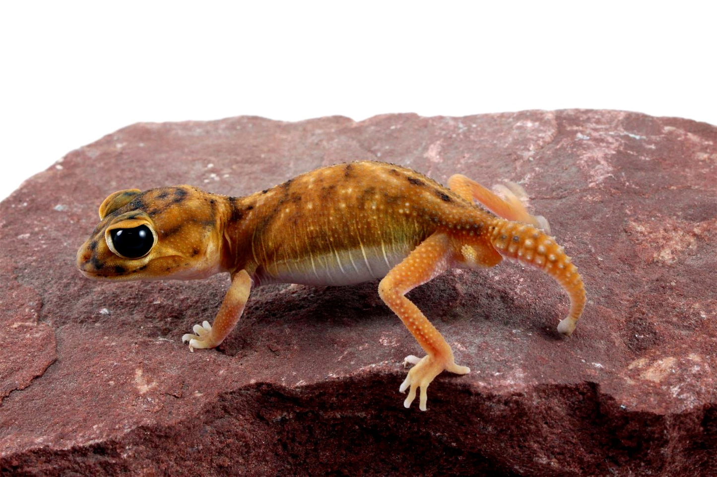 Mid Line Knob Tail Gecko