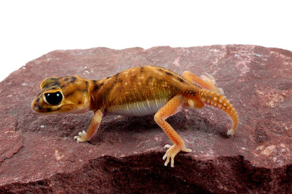 Mid Line Knob Tail Gecko