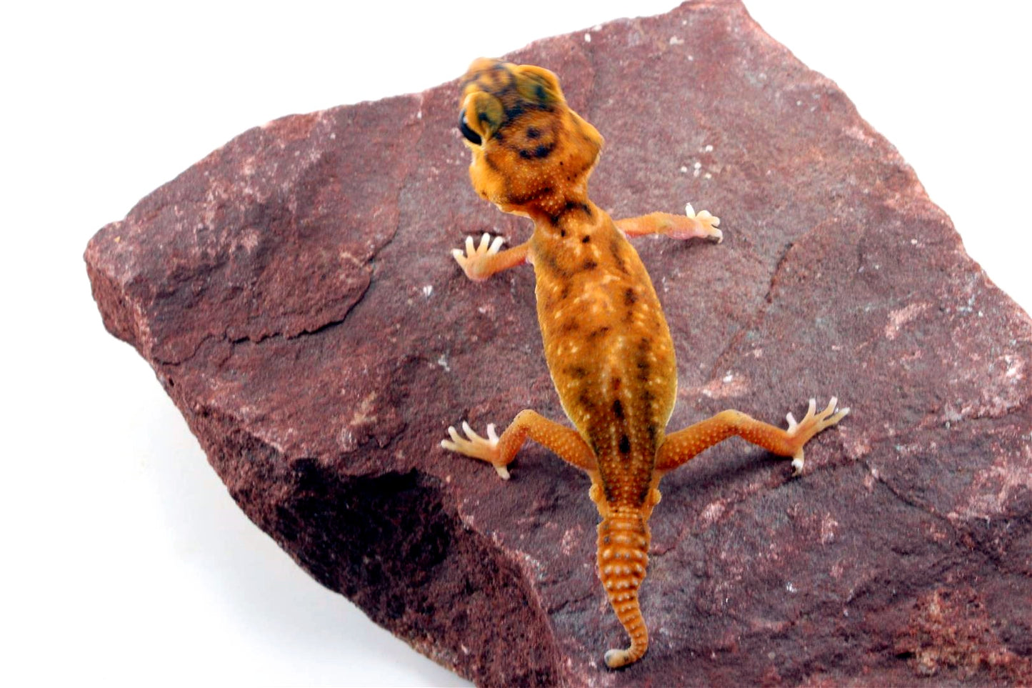 Mid Line Knob Tail Gecko