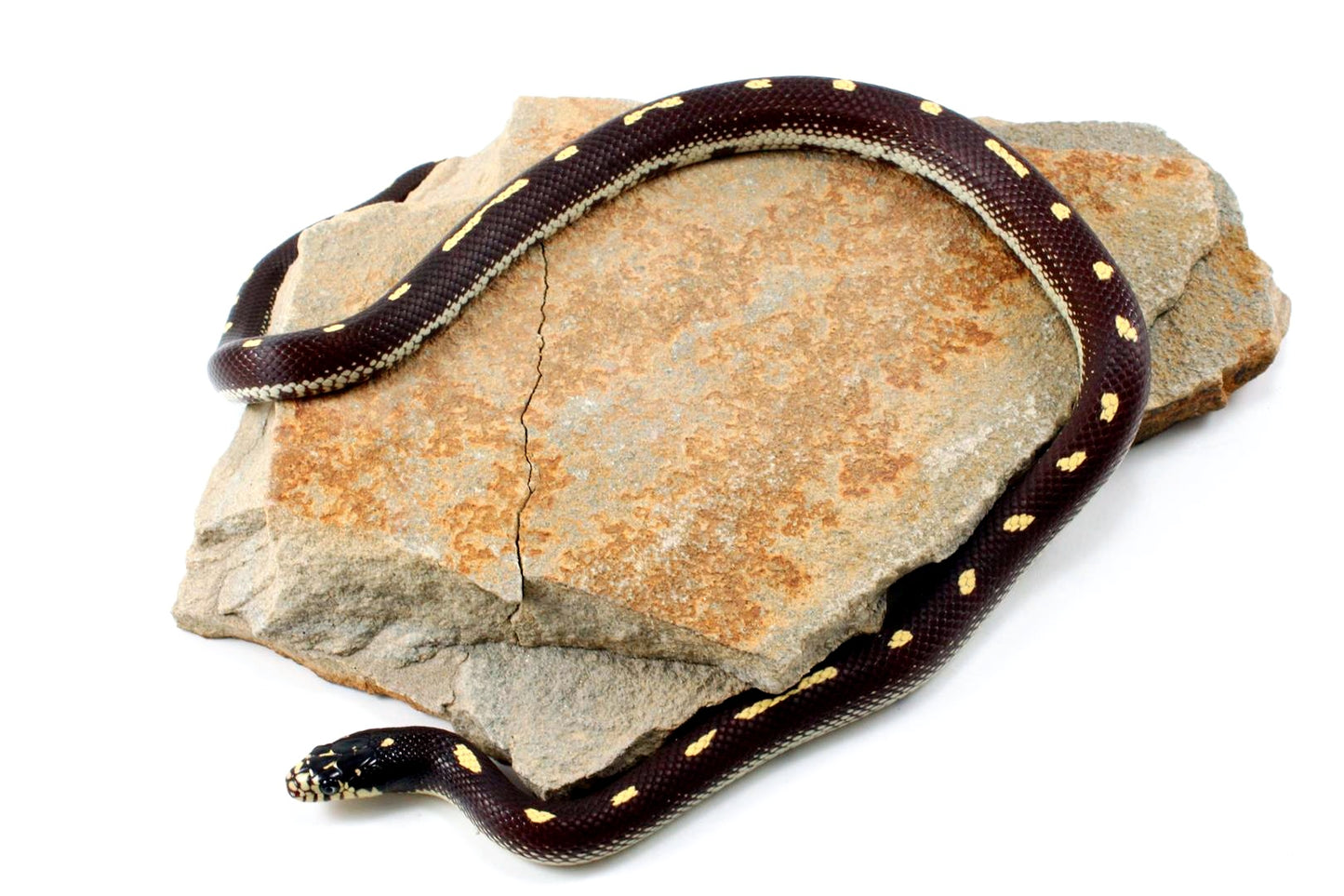 Dot-Dash California Kingsnake