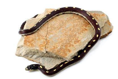 Dot-Dash California Kingsnake