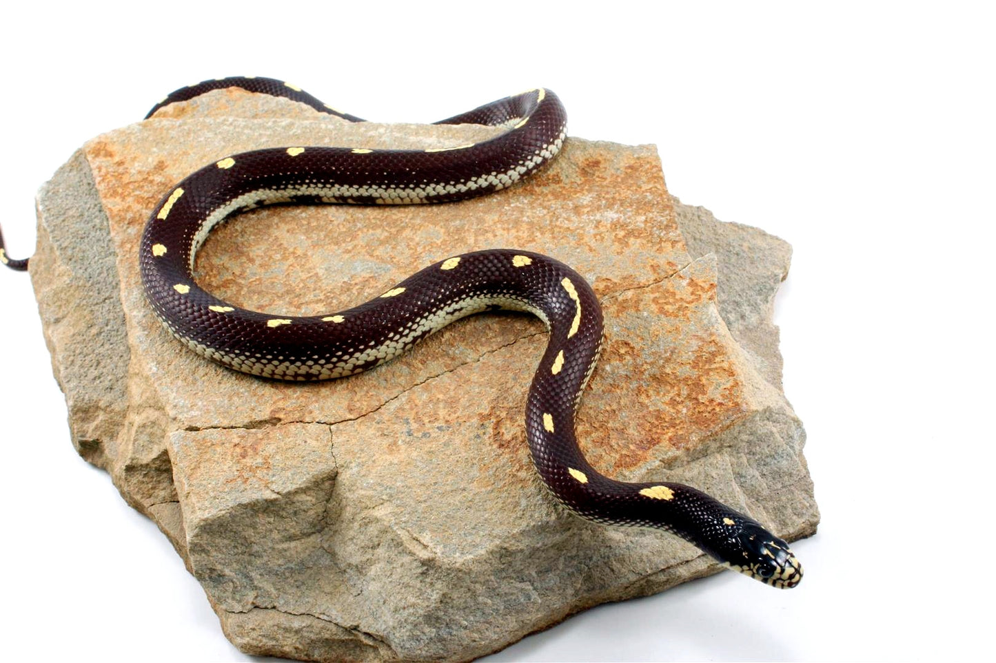 Dot-Dash California Kingsnake