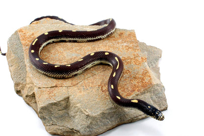 Dot-Dash California Kingsnake