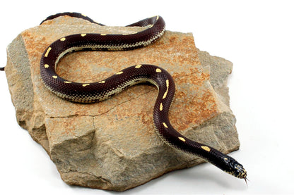 Dot-Dash California Kingsnake