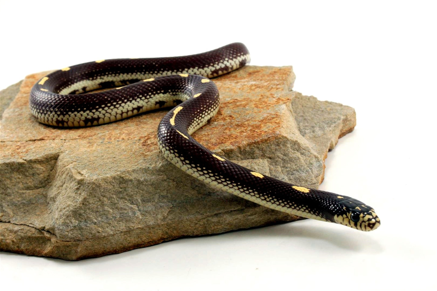 Dot-Dash California Kingsnake