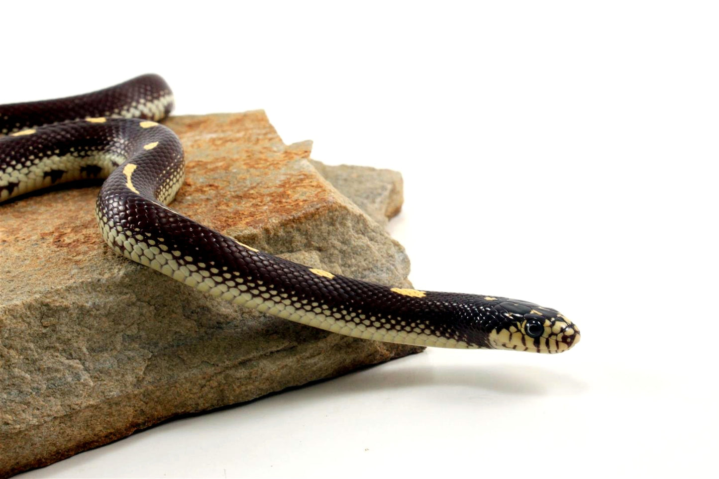 Dot-Dash California Kingsnake
