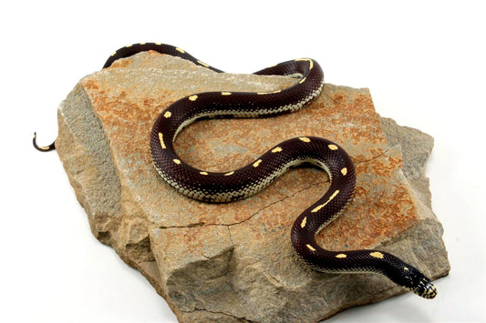 Dot-Dash California Kingsnake