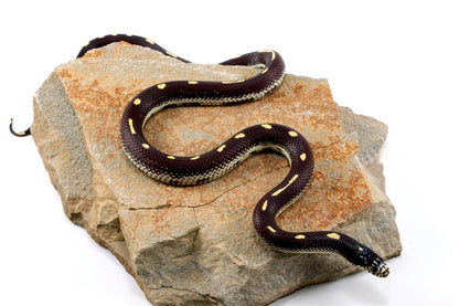 Dot-Dash California Kingsnake