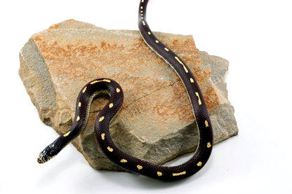 Dot-Dash California Kingsnake