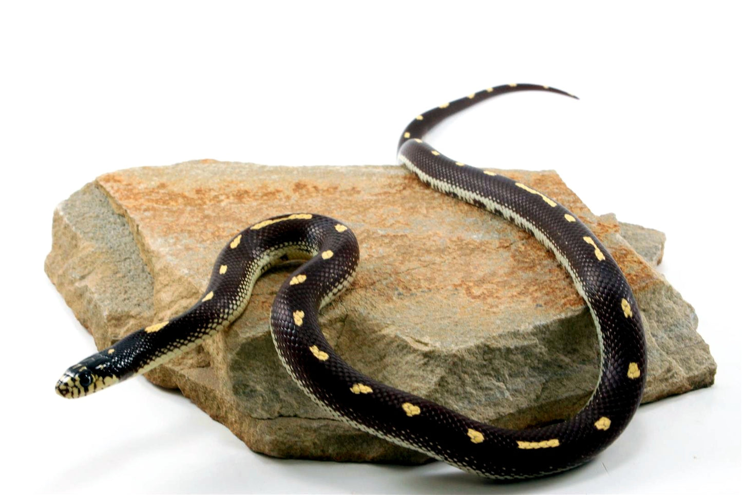 Dot-Dash California Kingsnake