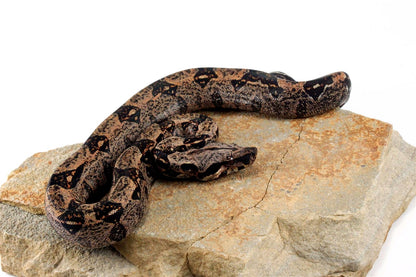 IMG Hypo Colombian Boa