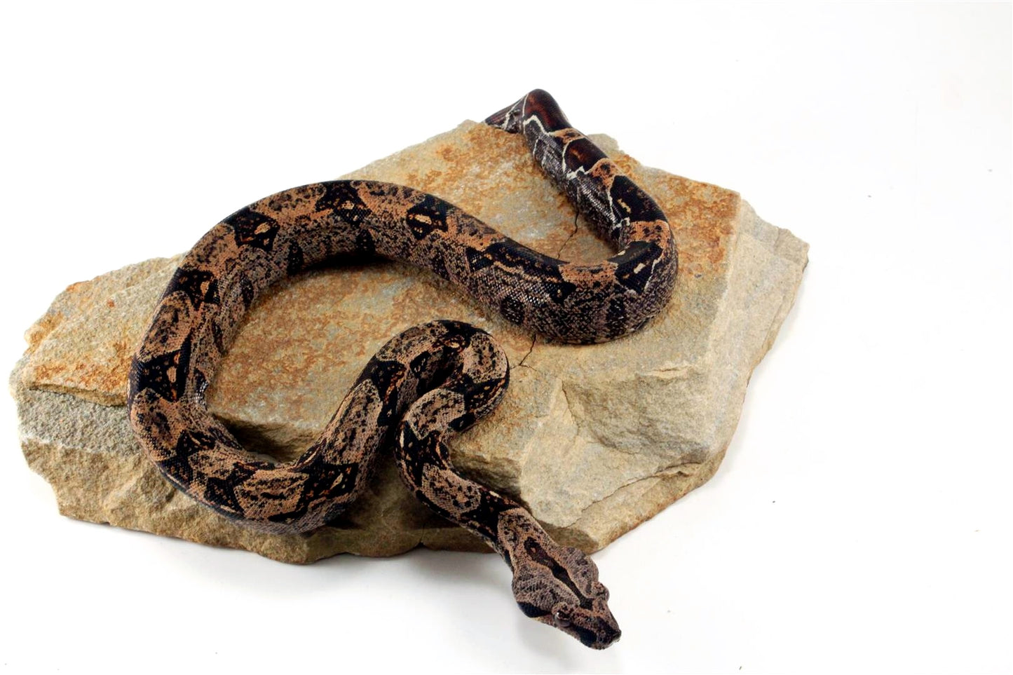 IMG Hypo Colombian Boa