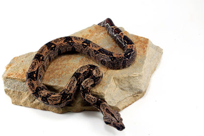 IMG Hypo Colombian Boa