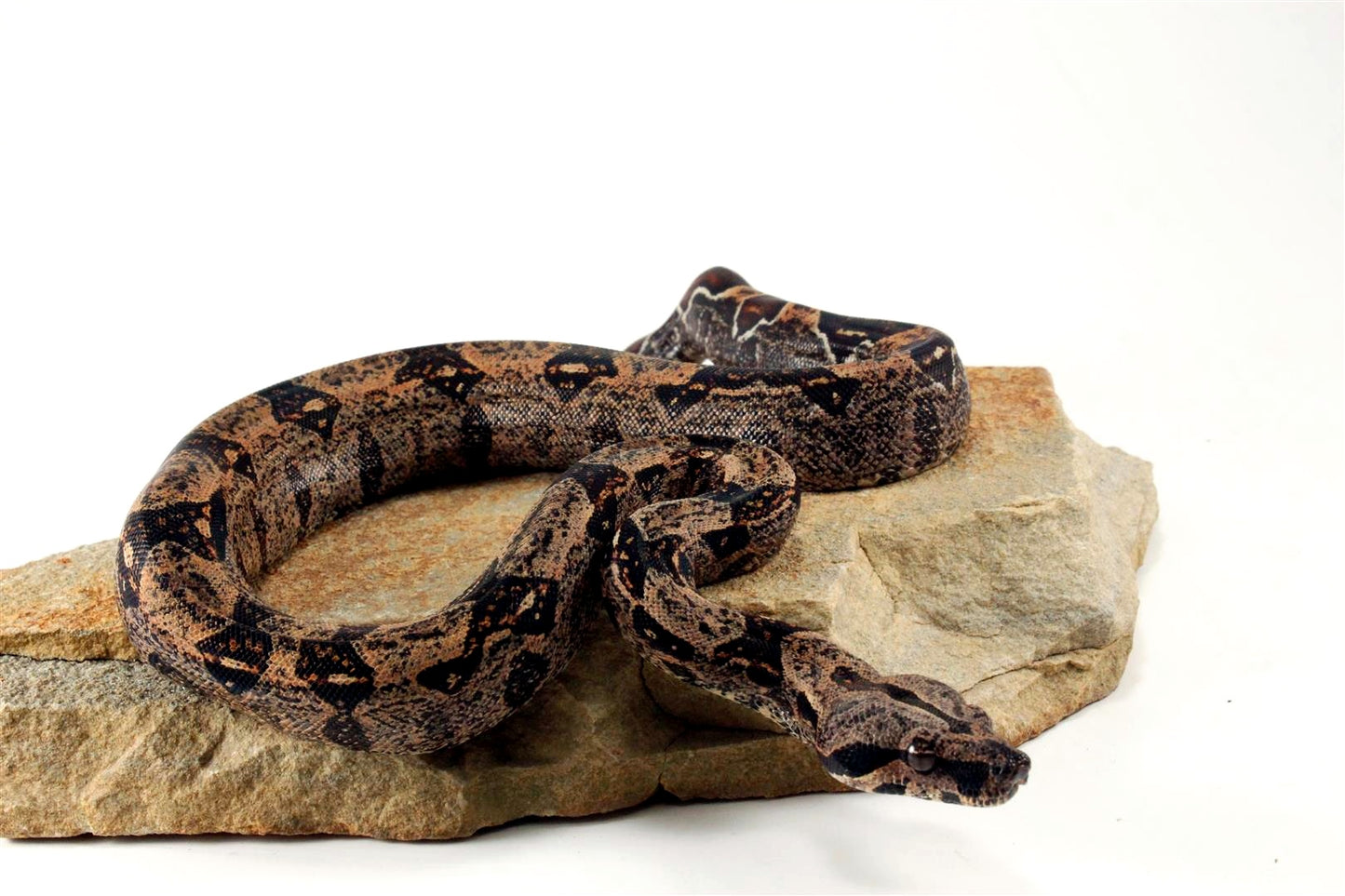 IMG Hypo Colombian Boa