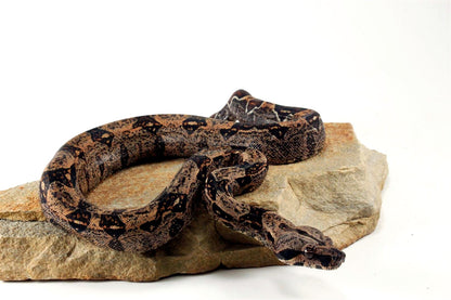 IMG Hypo Colombian Boa
