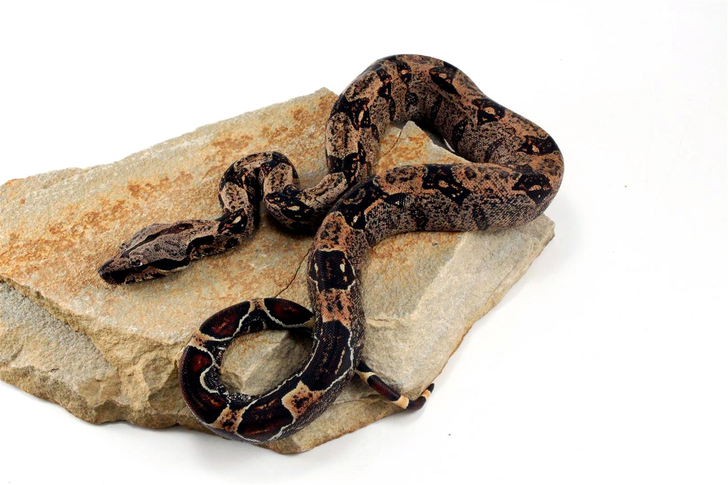 IMG Hypo Colombian Boa
