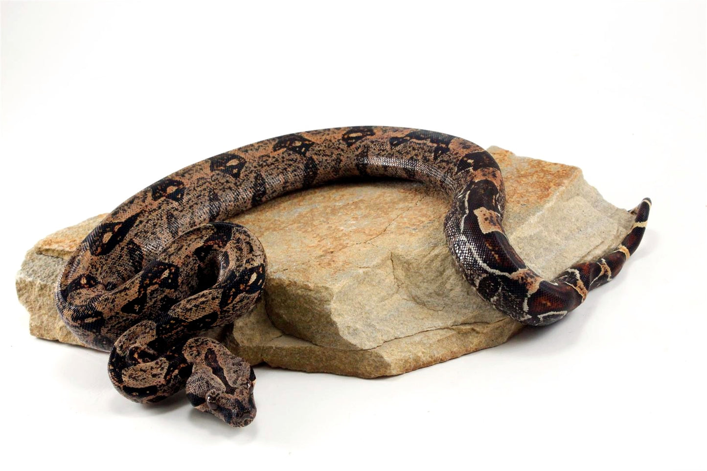 IMG Hypo Colombian Boa