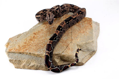IMG Hypo Colombian Boa