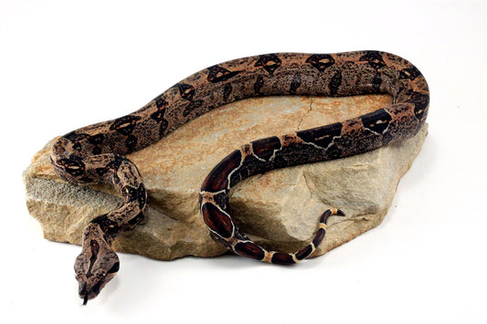 IMG Hypo Colombian Boa