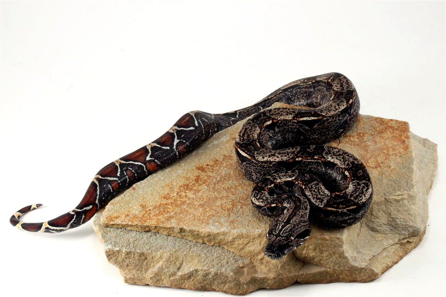 IMG Colombian Boa