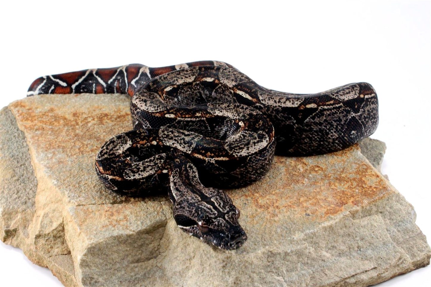 IMG Colombian Boa