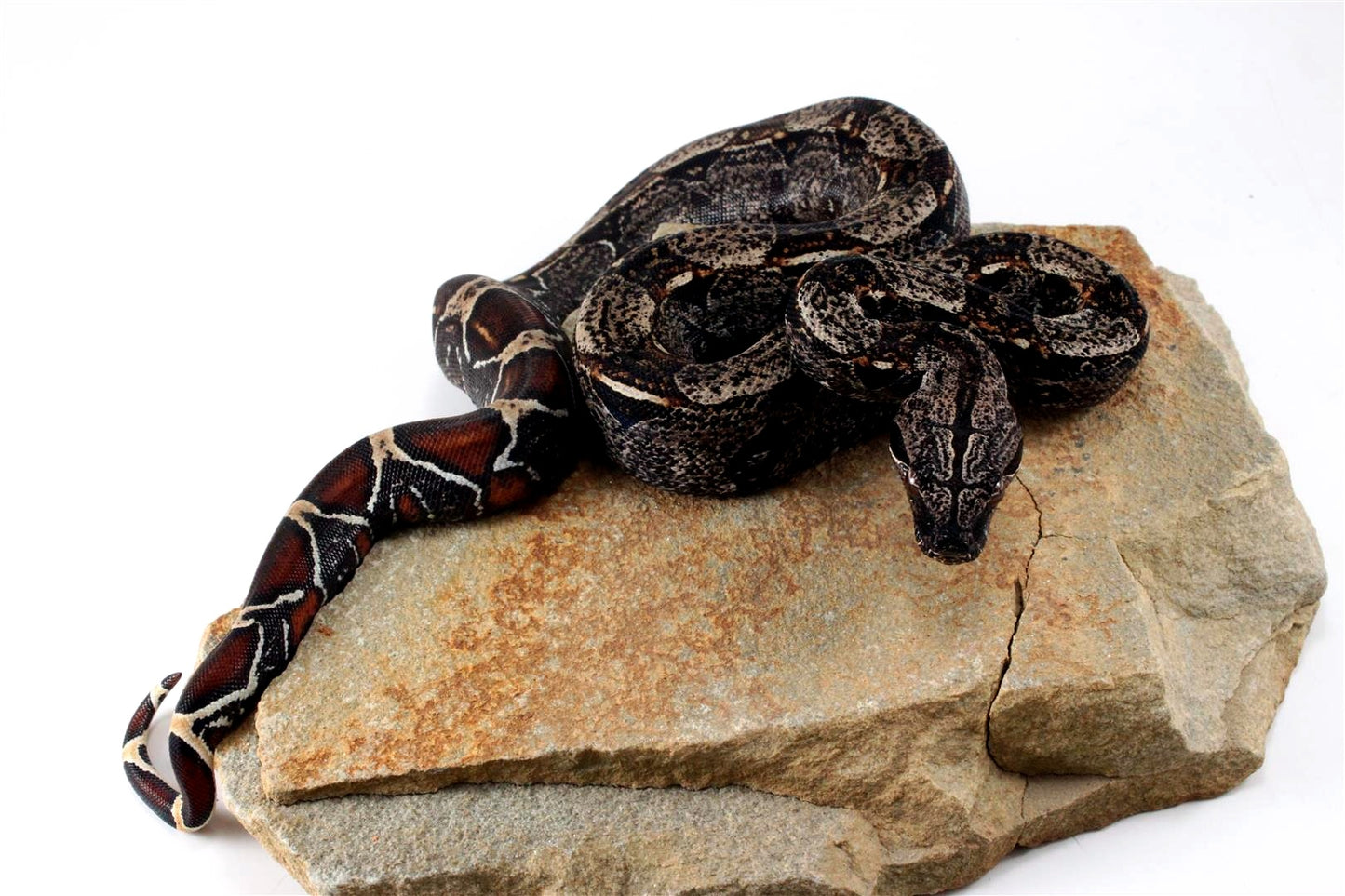 IMG Colombian Boa