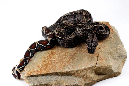 IMG Colombian Boa