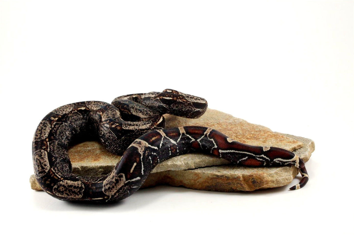 IMG Colombian Boa